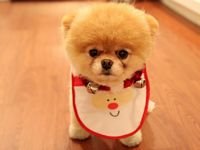 pic for cute dog christmas 